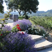 Lavender Steps