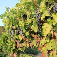 Cabernet Grapes Vines