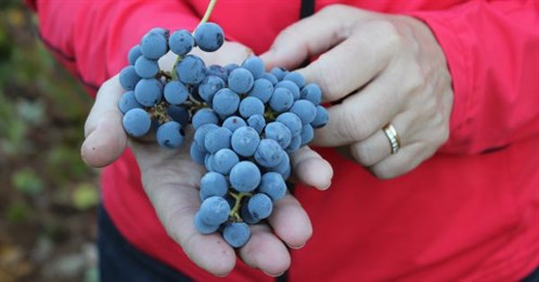 Cab Grapes At Harvest 600X300