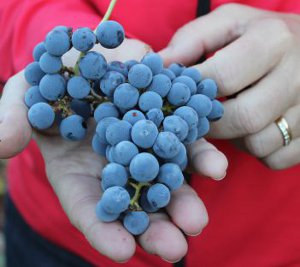 Cab Grapes At Harvest 300X300