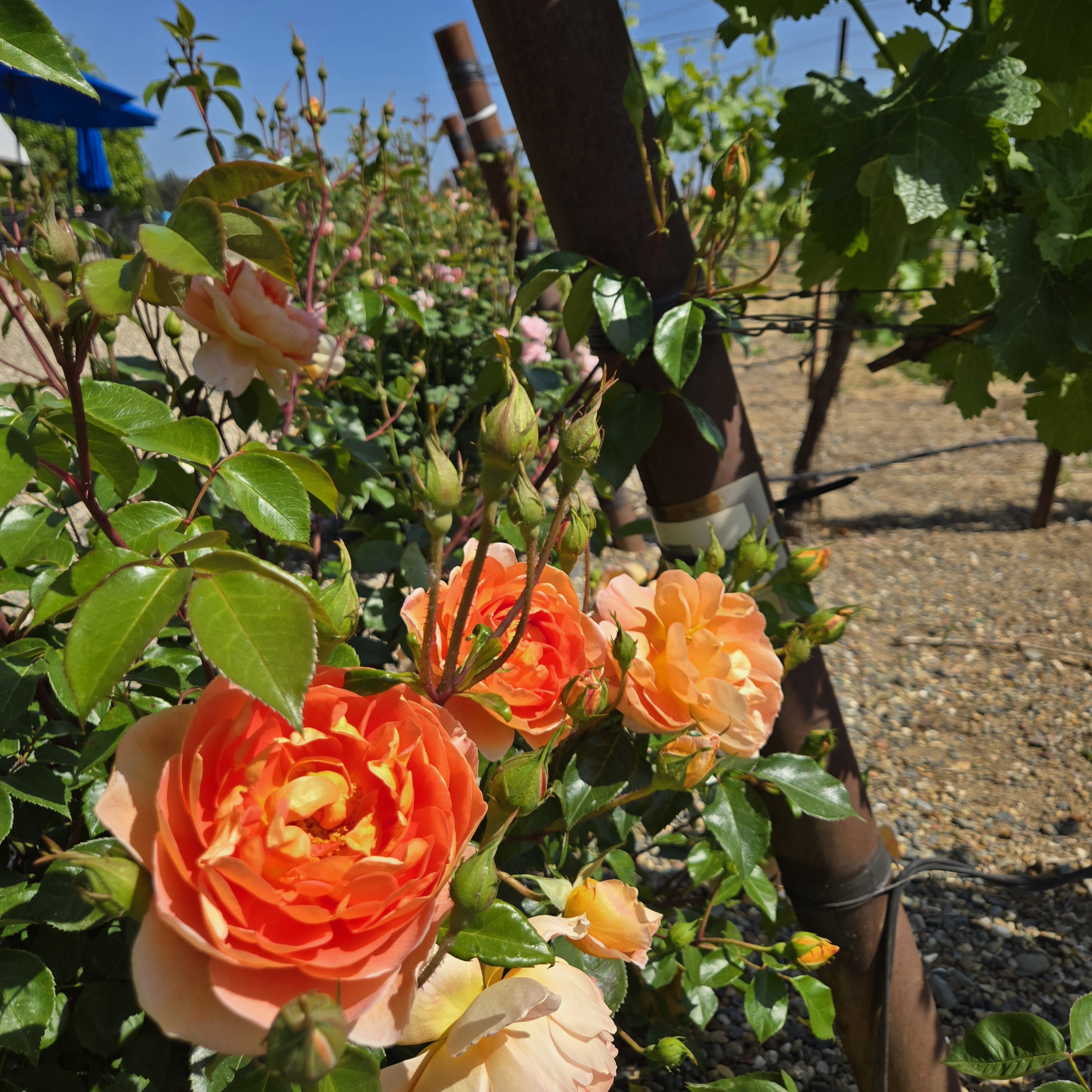 Orange Rose In Vineyard